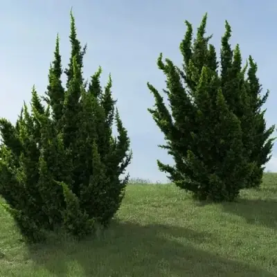Можжевельник КАЙЗУКА китайский в Орше