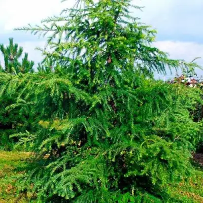 Лиственница европейская в Орше