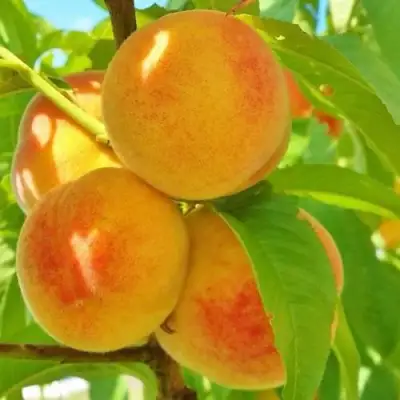 Персик ВЕТЕРАН в Орше