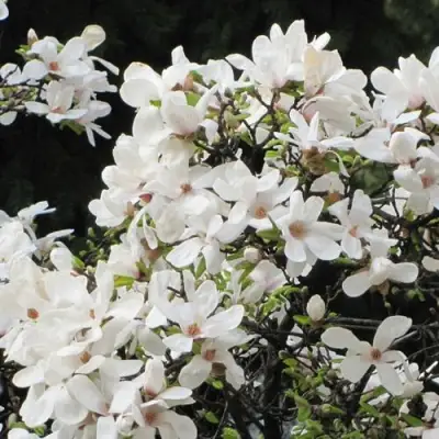 Магнолия КОБУС в Орше