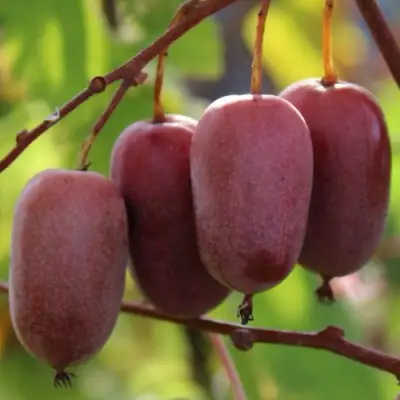 Актинидия ПУРПУРНО САДОВАЯ  аргута в Орше