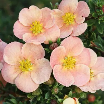 Лапчатка ДЕЙДАУН кустарниковая  в Орше