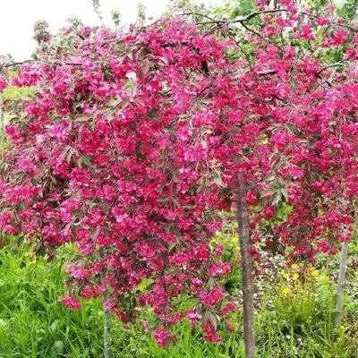 Яблоня КИНГ БЬЮТИ декоративная в Орше