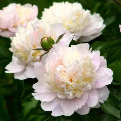 Пион ШИРЛИ ТЕМПЛ травянистый в Орше