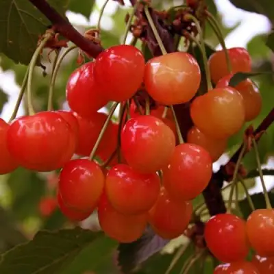 Черешня ФАТЕЖ в Орше