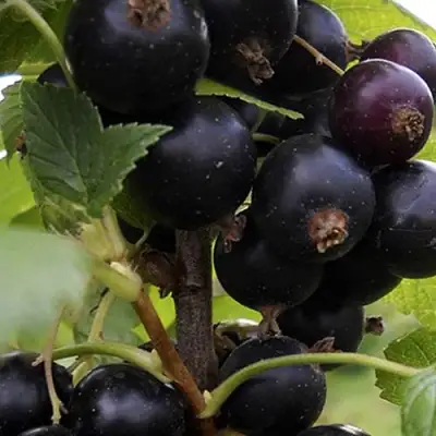 Смородина чёрная НЕСТЕР КОЗИН в Орше