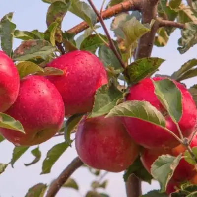 Яблоня РОЖДЕСТВЕНСКОЕ в Орше