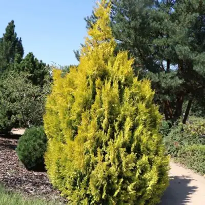 Туя СТОУНХАМ ГОЛД складчатая в Орше