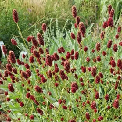 Кровохлебка БИТЛВИНГЗ в Орше