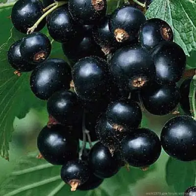 Смородина черная БЕН КОНАН в Орше