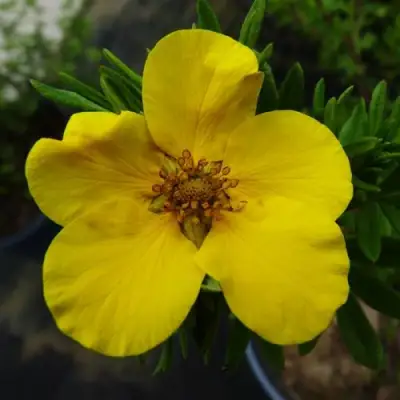 Лапчатка ГОЛДФИНГЕР кустарниковая в Орше