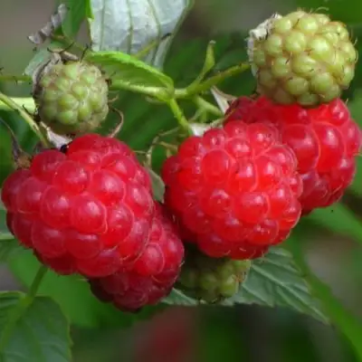 Малина СОЛНЫШКО в Орше