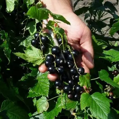 Смородина чёрная СЕЛЕЧЕНСКАЯ в Орше