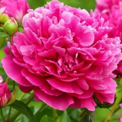 Пион НОЧНЫЕ ГРЕЗЫ древовидный в Орше