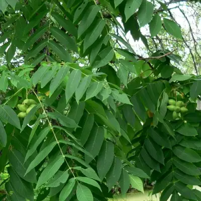 Орех МАНЬЧЖУРСКИЙ в Орше