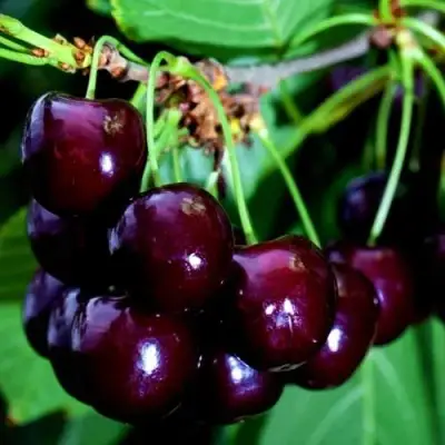 Дюк НОЧКА в Орше