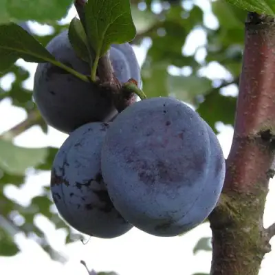 Слива ВЕНГЕРКА БЕЛОРУССКАЯ в Орше