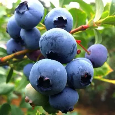 Голубика ДЮК в Орше