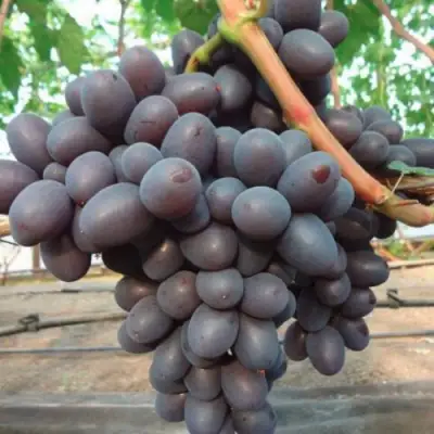 Виноград ПОДАРОК НЕСВЯТАЯ в Орше