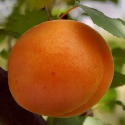 Абрикос ОЛИМП в Орше