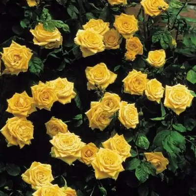 Роза ЛАНДОРА чайно-гибридная в Орше