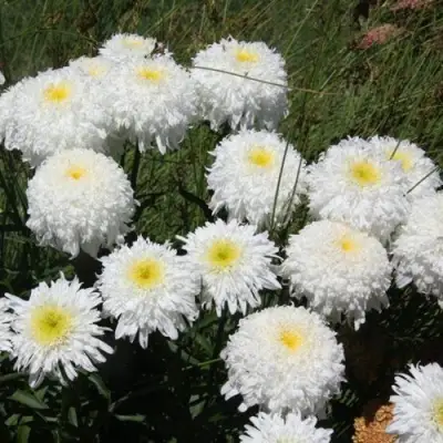 Нивяник ФИОНА ГОГХИЛЛ великолепный в Орше