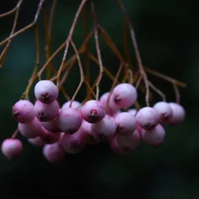 Рябина ПЕКИНСКАЯ сладкоплодная в Орше