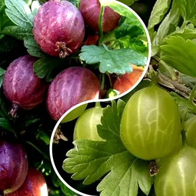 Комплект РЕДКИЙ СЧАСТЛИВЧИК в Орше