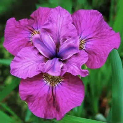 Ирис СИ Я ЛЕЙТЕР сибирский в Орше