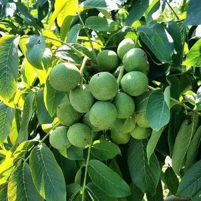 Грецкий орех  ИЗЯЩНЫЙ в Орше