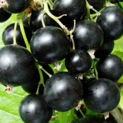 Смородина черная КЛУССОНОВСКАЯ в Орше