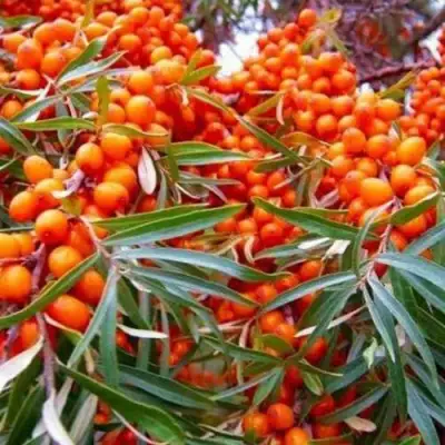 Облепиха ВОРОБЬЕВСКАЯ в Орше