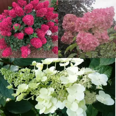 Комплект САД ЭМОЦИЙ в Орше