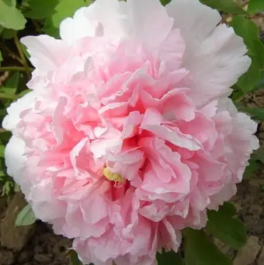 Пион БУКЕТ РОЗОВЫХ ГВОЗДИК древовидный в Орше