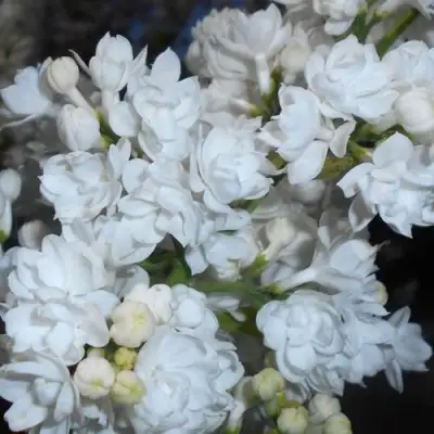 Сирень МИСС ЭЛЕН ВИЛМОТТ в Орше