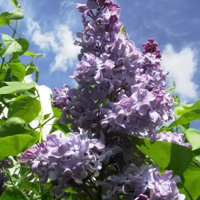 Сирень КРЫЛЬЯ НАДЕЖДЫ в Орше