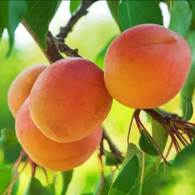 Абрикос ДЕБЮТ в Орше