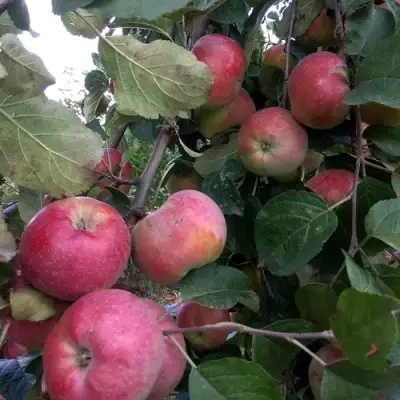 Яблоня АЛЬВА в Орше