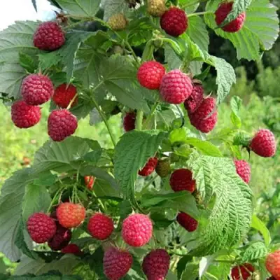 Малина БРУСИЛОВСКАЯ в Орше