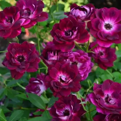 Роза БУРГУНДИ АЙС флорибунда в Орше