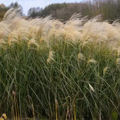 Мискантус ВАНИЛЛА СКАЙ китайский в Орше