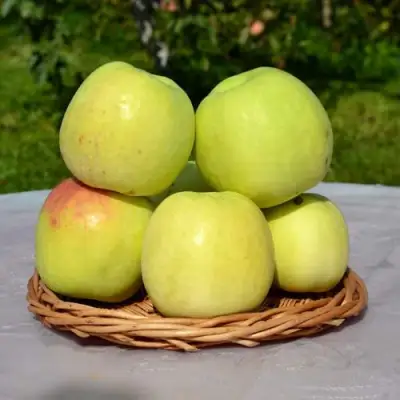 Яблоня БИРСКОЕ ГРУШЕВОЕ (БИЧИК) в Орше