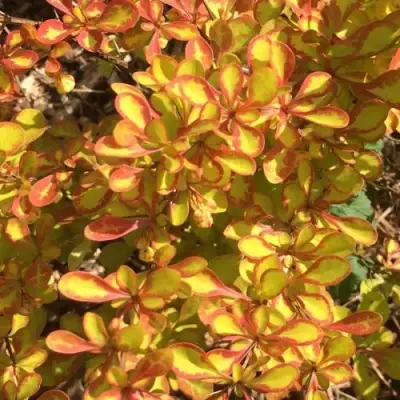 Барбарис САММЕР САНСЕТ тунберга в Орше