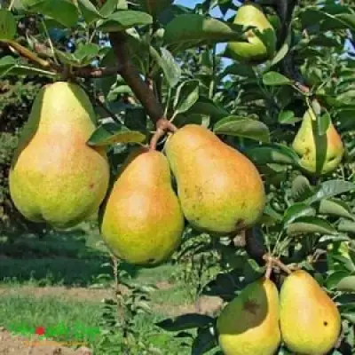 Груша ДОБРЯНКА в Орше