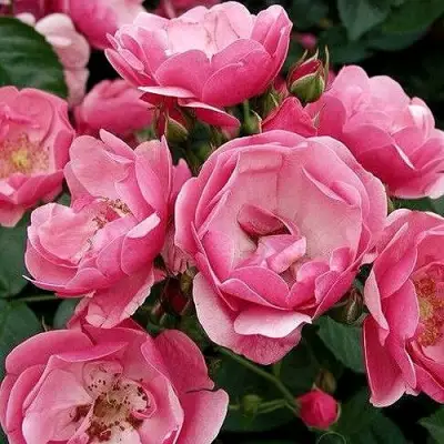 Роза АНГЕЛА флорибунда в Орше