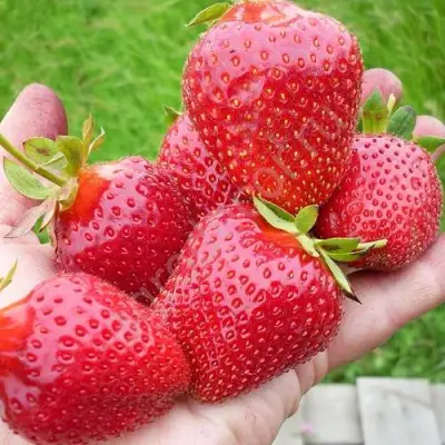 Клубника ЭЛИАНЕ в Орше