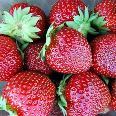 Клубника МАЛЬВИНА в Орше