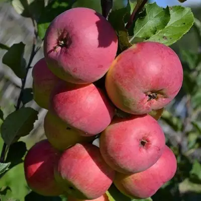 Яблоня ВЭМ-РОЗОВЫЙ в Орше