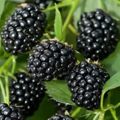 Ежевика ТРИПЛ КРАУН бесшипная  в Орше