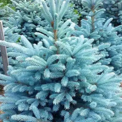 Ель МАДЖЕСТИК БЛЮ колючая в Орше